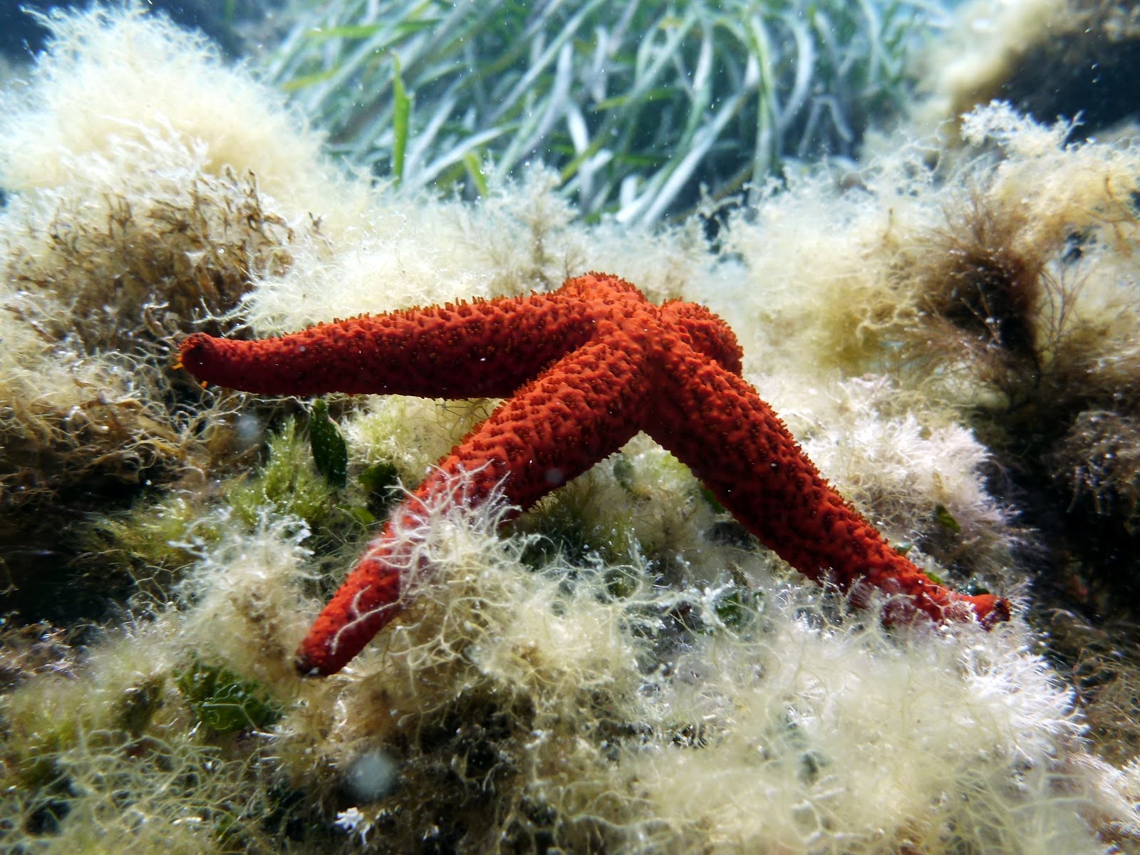 Echinaster sepositus Etoile de mer rouge