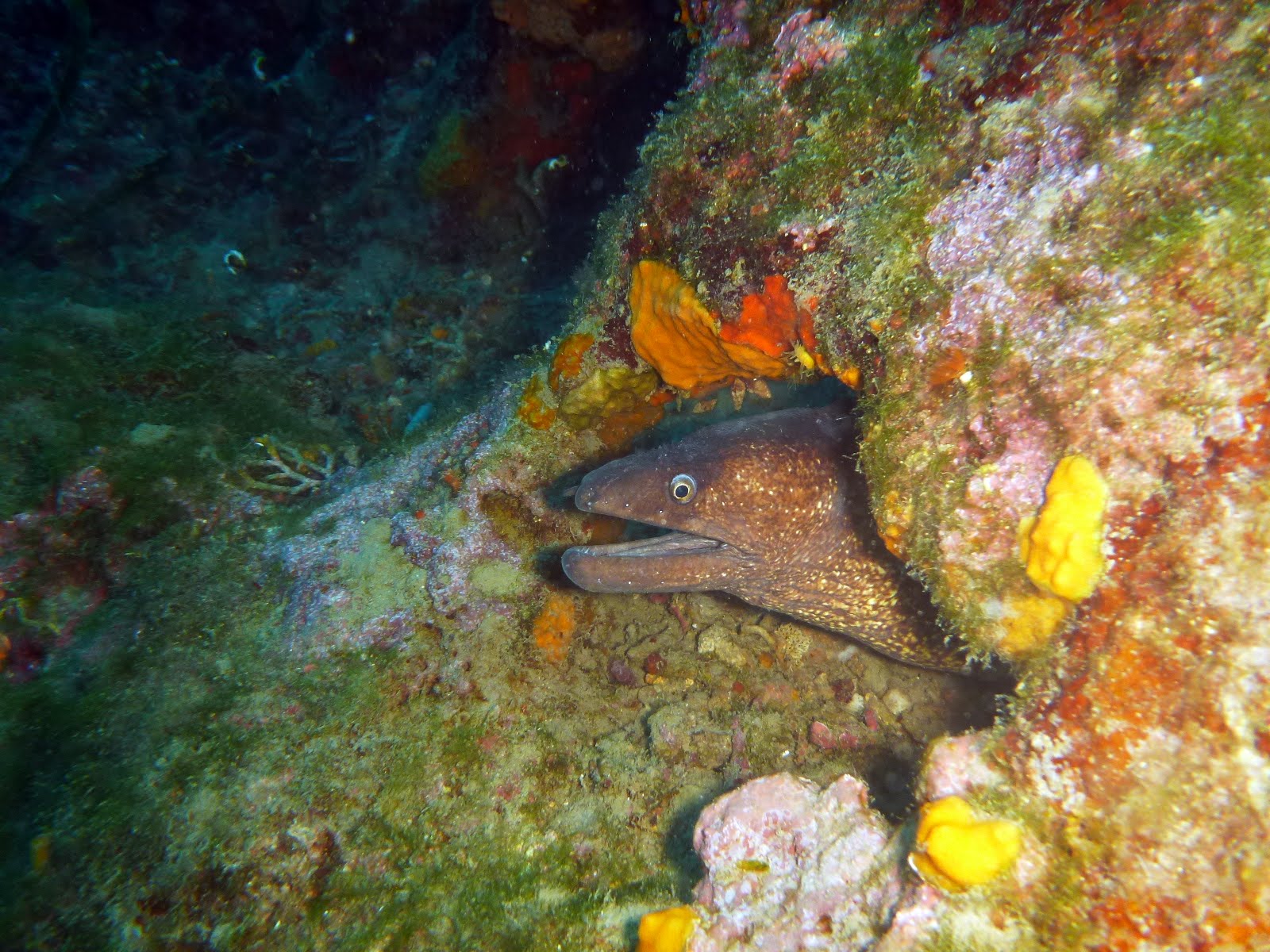 Muraena helena Murène commune