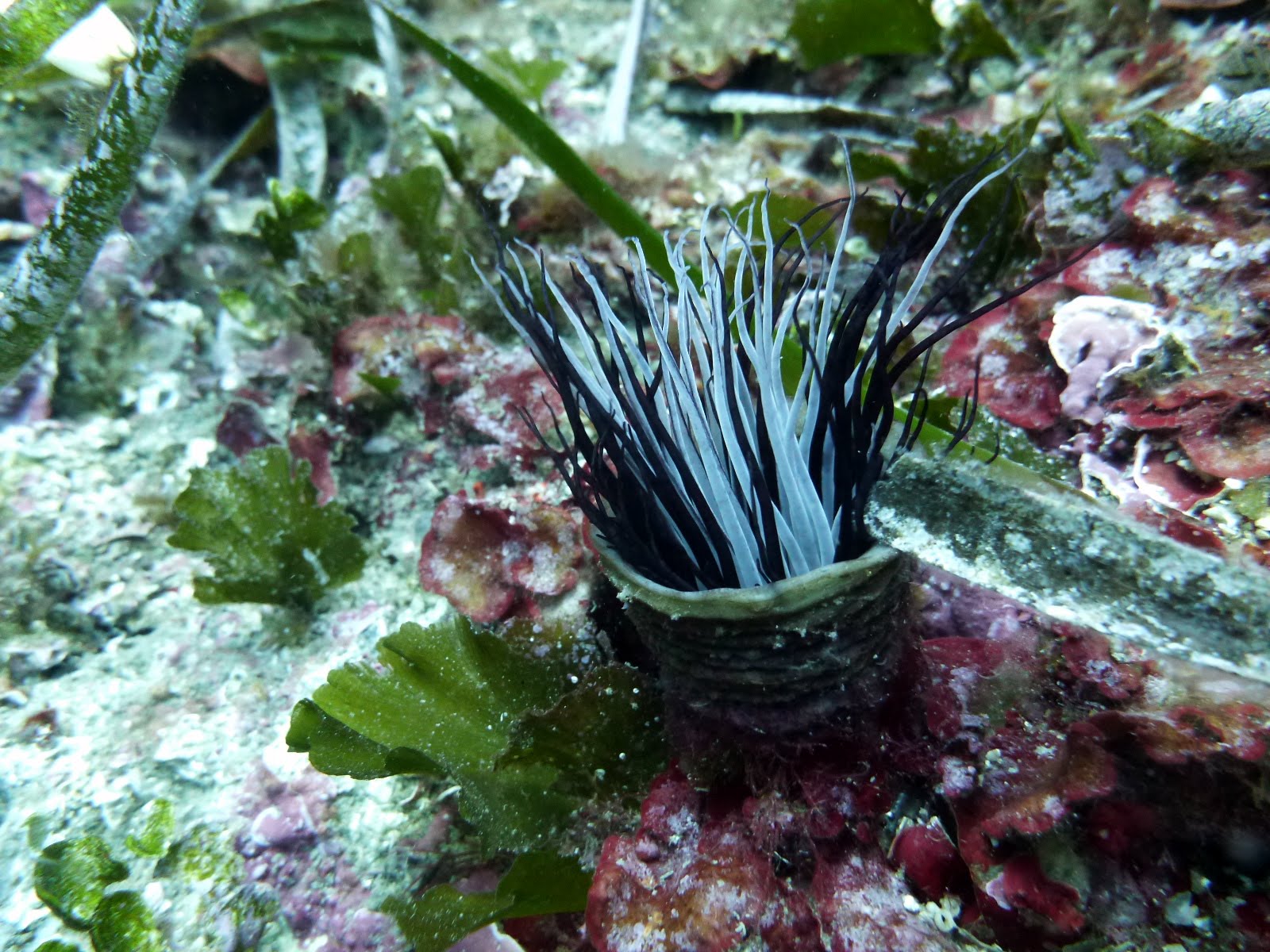 Cerianthus membranaceus  Grand cérianthe