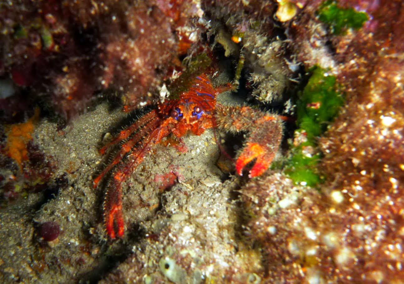 Galathea strigosa  Galathée bicolore