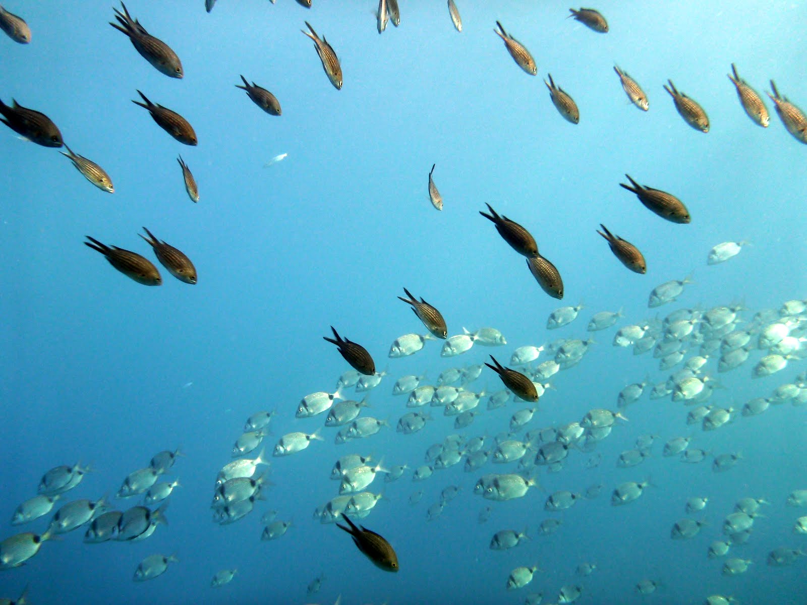 Chromis chromis Castagnole