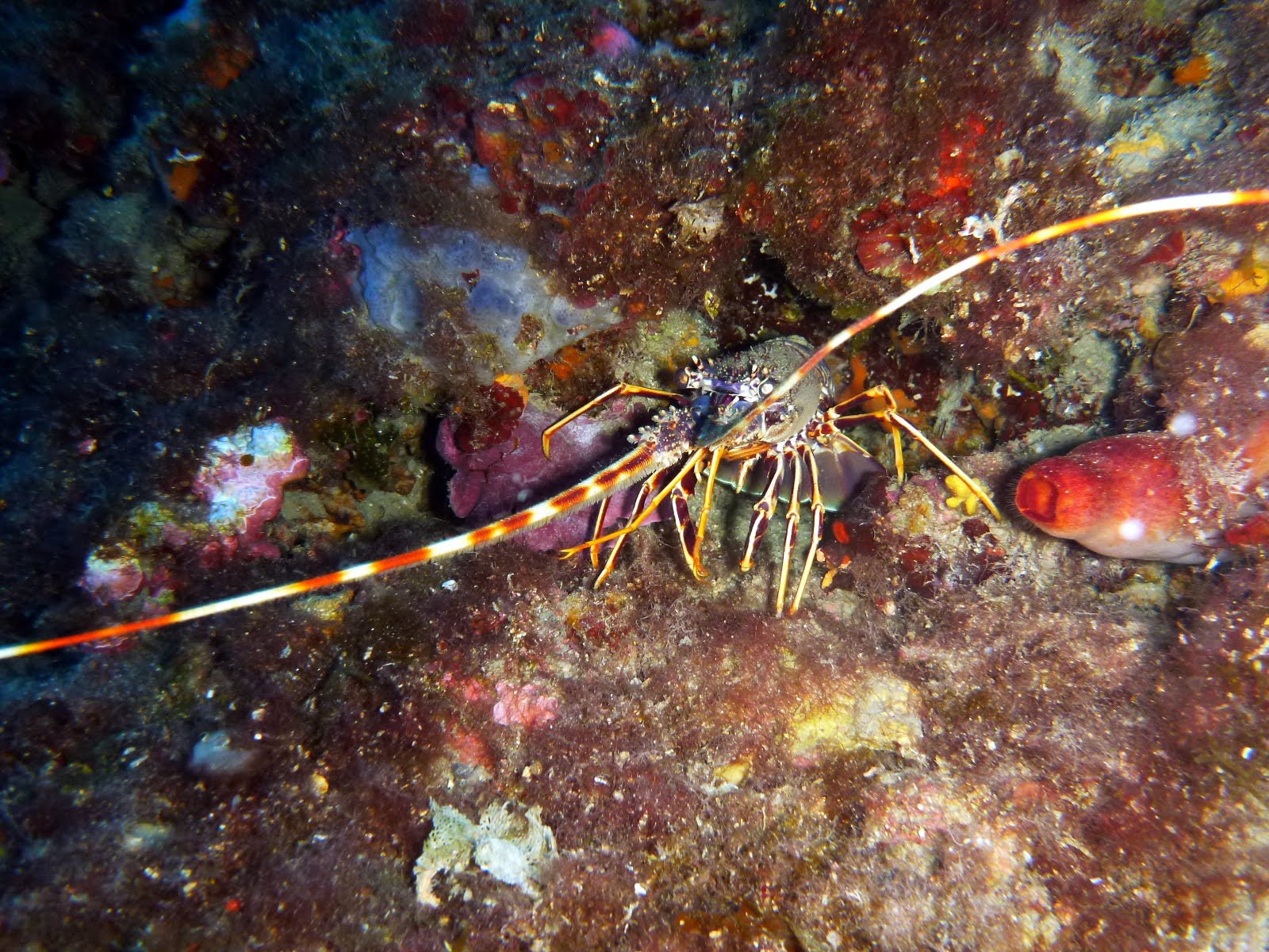 Palinurus elephas Langouste rouge