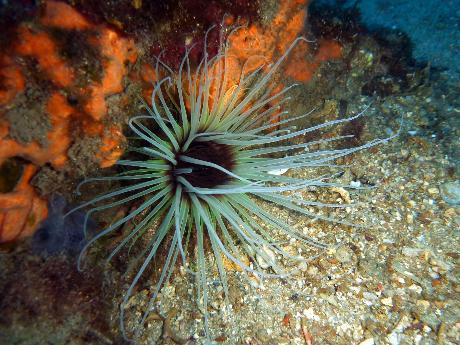 Cerianthus membranaceus Grand cérianthe