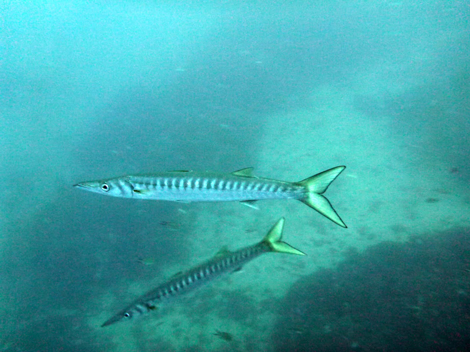 Sphyraena qenie  Barracuda