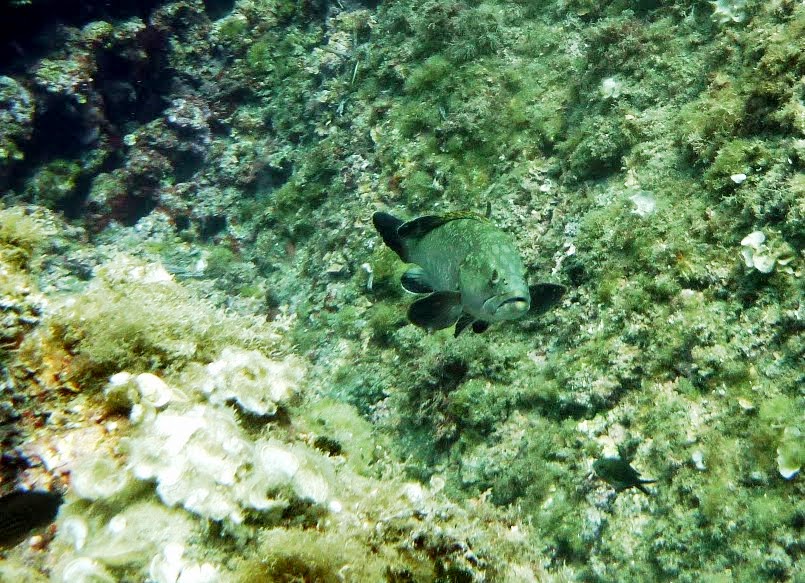 Epinephelus marginatus Mérou brun