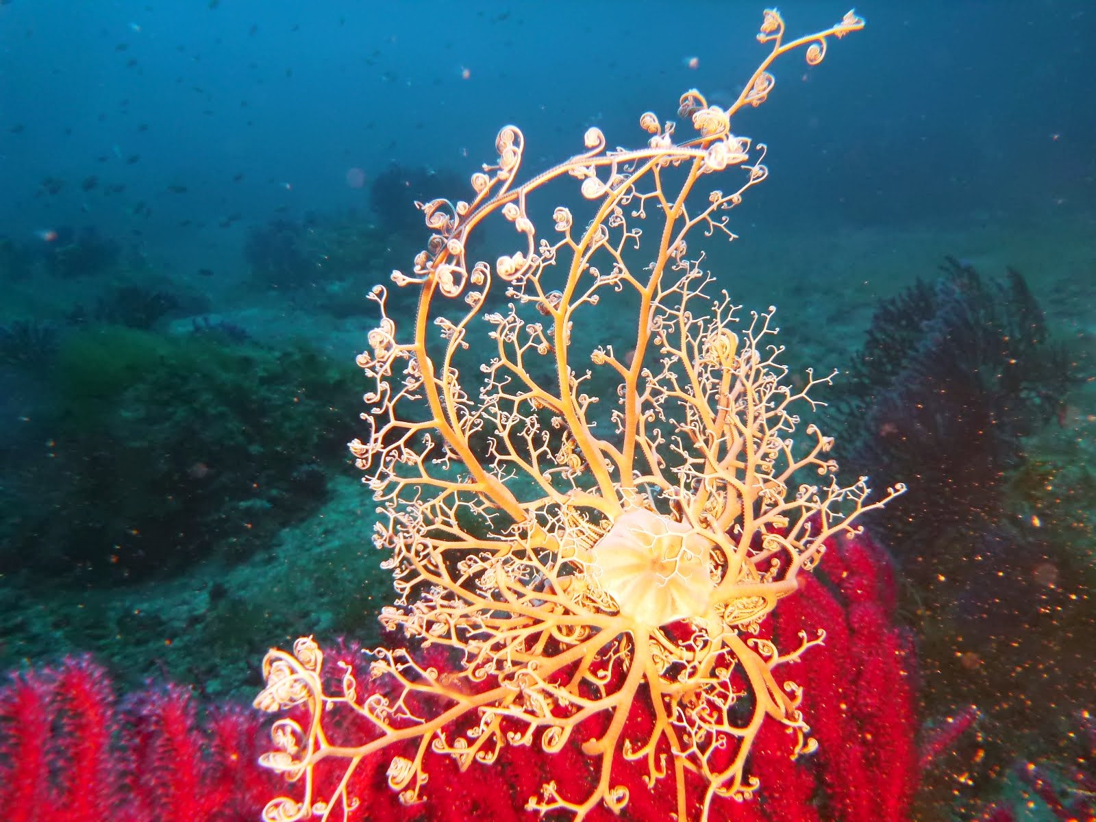 Astrospartus mediterraneus  Gorgonocéphale