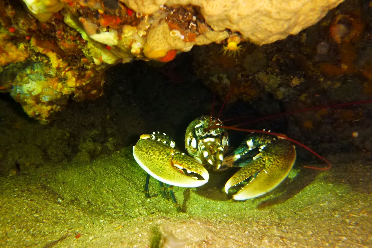 Homarus gammarus Homard européen